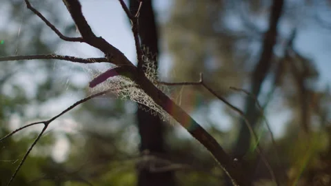 Australia Tasmania Sloop Reef Spiderweb Bush Brunch Stock Footage 235878887
