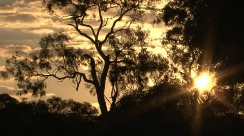 Australia Themed Tree Sunset Stock Footage 10962939