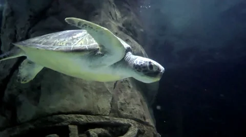 Australia - Turtle Stock Footage 39588554