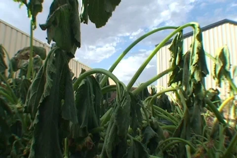 AUSTRALIA-VEGETABLES-DAMAGED 1 Vídeo Stock 600597