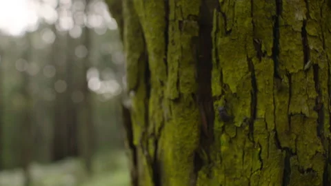 Australia VIC Bush Native 2  Tree Trunk Moss Beetle Stock Footage 227631006