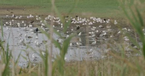 Australia Wetland, Birds Aggregation Stock Footage 332034252