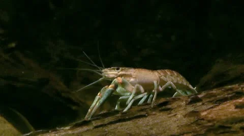 Australia - yabbie Stock Footage 14809241