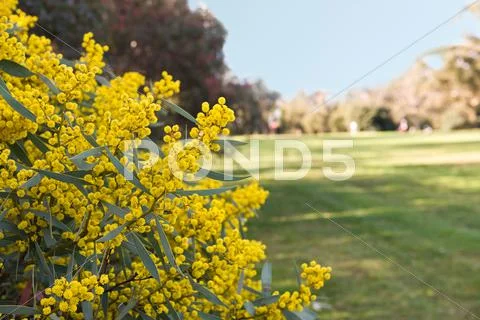 Australian acacia Stock Photos