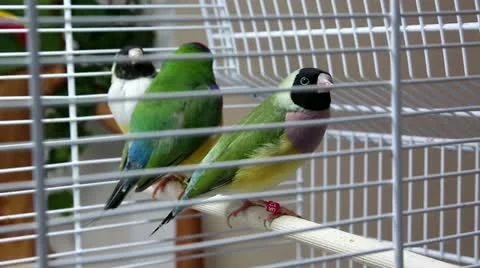 Australian Amadines in cage Video stock 12535656