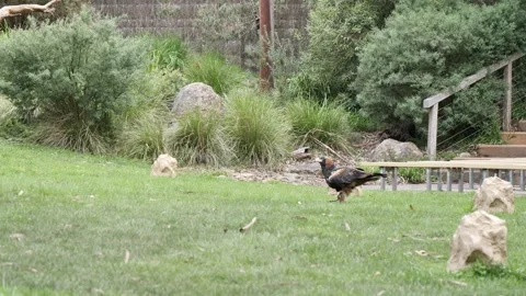 Australian Animals Bundle Stock Footage 219825819