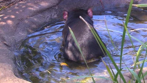 Australian Animals - Tasmanina Devil Stock Footage 71336341