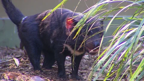 Australian Animals - Tasmanina Devil Stock Footage 71336866