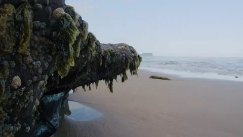 Australian beach ambient closeup view of seaweed on a rock 4K Stock Footage 167926470
