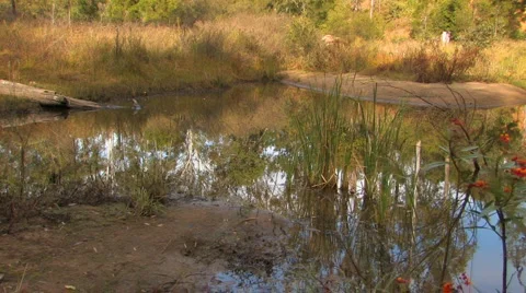 Australian billabong Stock Footage 2931587