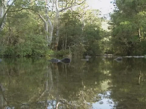 Australian billabong in outback Stock Footage 22334873