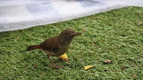 Australian Birdlife Stock-Footage 81012202