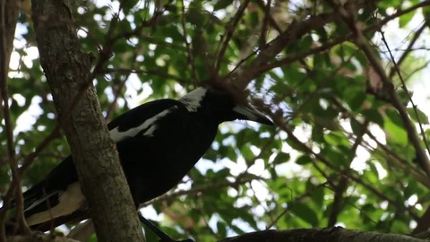 Australian Birdlife Video stock 81012290