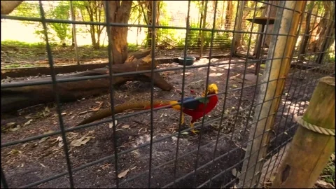 Australian birds 스톡 동영상 164964653