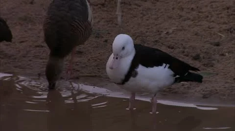 Australian Birds by Water HD Video Stock Footage