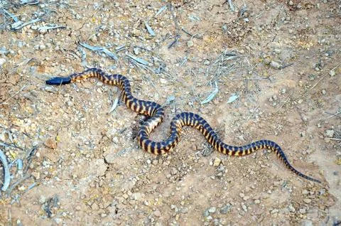 Australian Black Headed Python (Aspidites melanocephalus) Photos