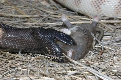 Australian black headed python, Aspidites melanocephalus, extends its jaws to Stock Photos