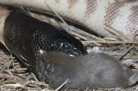 Australian black headed python, Aspidites melanocephalus, swallowing a black 스톡 사진