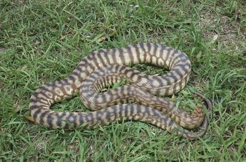 Australian black headed python, Aspidites melanocephalus, seeks cover in the 스톡 사진