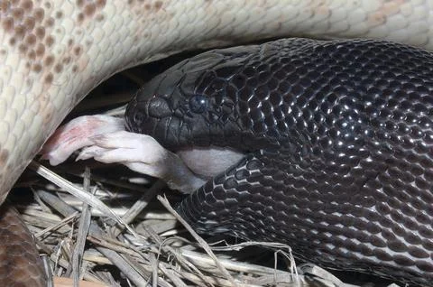 Australian black headed python, Aspidites melanocephalus, swallowing a black 写真素材