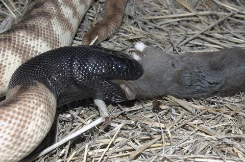 Australian black headed python, Aspidites melanocephalus, swallowing a black Foto stock