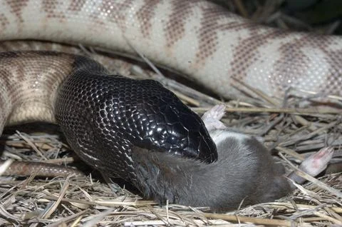 Australian black headed python, Aspidites melanocephalus, swallowing a black 스톡 사진