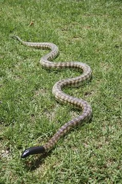 Australian black headed python, Aspidites melanocephalus, in the grass 스톡 사진