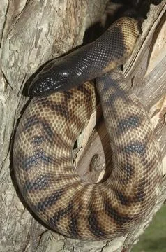Australian black headed python, Aspidites melanocephalus, in a tree Stockfoto's