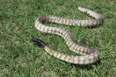 Australian black headed python, Aspidites melanocephalus Foto stock
