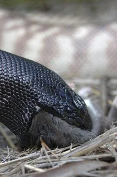 Australian black headed python, Aspidites melanocephalus, swallowing a black 스톡 사진