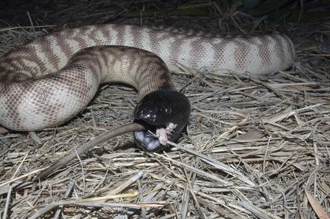 Australian black headed python, Aspidites melanocephalus, swallowing a black 写真素材