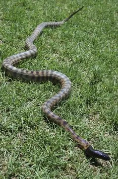 Australian black headed python, Aspidites melanocephalus, in the grass 스톡 사진