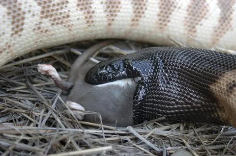 Australian black headed python, Aspidites melanocephalus, swallowing a black 스톡 사진