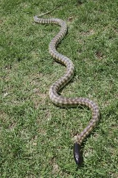 Australian black headed python, Aspidites melanocephalus, in the grass 스톡 사진