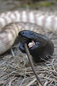 Australian black headed python, Aspidites melanocephalus, swallowing a black 스톡 사진