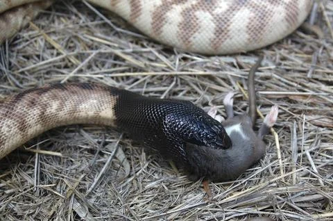 Australian black headed python, Aspidites melanocephalus, swallowing a black 스톡 사진