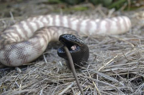 Australian black headed python, Aspidites melanocephalus, swallowing a black 스톡 사진