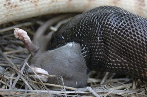 Australian black headed python, Aspidites melanocephalus, swallowing a black 스톡 사진