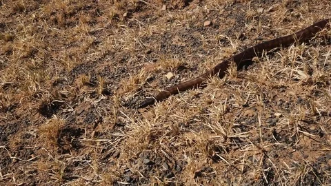 Australian Black Headed Rock Python Stock Footage 92063362