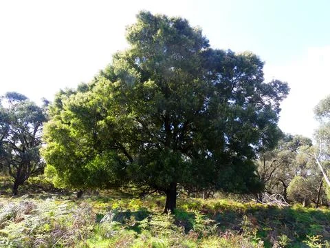 Australian Black sheoak tree Stock Photos
