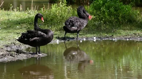 Australian black swans Stock Footage 24653945