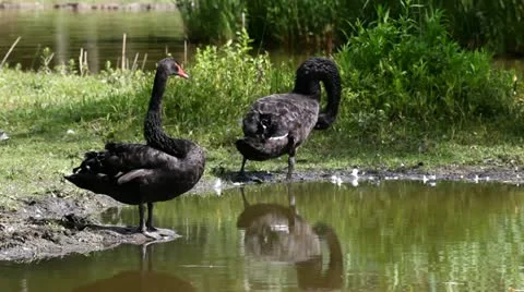 Australian black swans Stock Footage 24653989