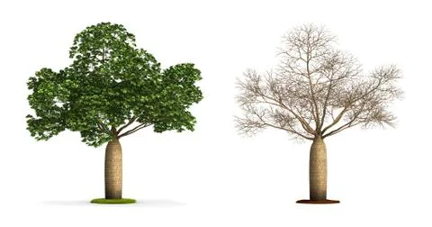 Australian boab tree. Stock Illustration