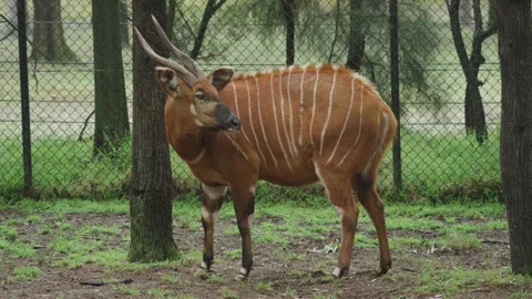 Australian Bongo Video stock 290018937