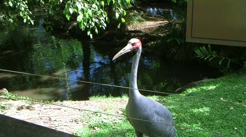 Australian brolga 스톡 동영상 334227