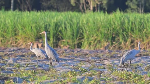 Australian Brolga 動画素材 311803213