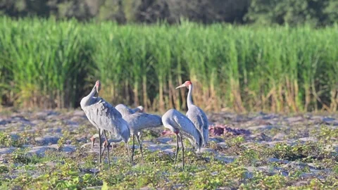 Australian Brolga 動画素材 311803395