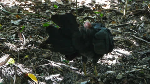 Australian brush turkey Stock Footage 23567133