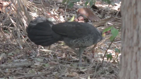 Australian Brush Turkey Stock Footage 86665208