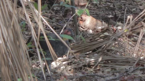 Australian Brush Turkey Stock Footage 86665217